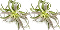 Air Plants - Tillandsia Cacticola, Jumbo 6-9" - 2ct - Live Arrival Guaranteed - House Plants for Home Decor & Gift