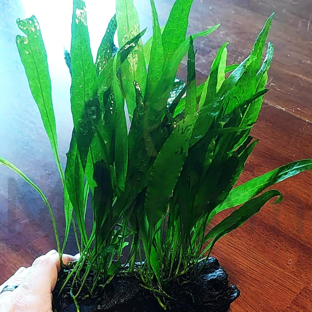 Mainam Java Fern on Driftwood (5-6 Inch) | Microsorum Pteropus Freshwater Easy Low Light Live Aquarium Plant Decorations 3 Days Guarantee