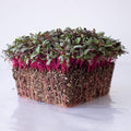 Beet Seeds - Red Round - 25 Lb Bulk ~600,000 Seeds - Beta vulgaris - Microgreens Seed - Non-GMO, Heirloom, Open Pollinated, Annual