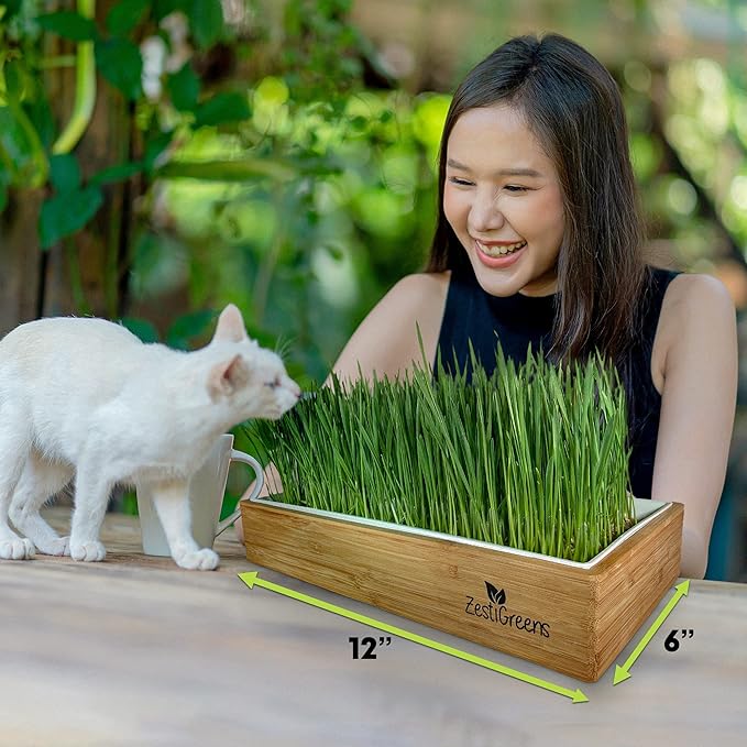 Cat Grass Refills for Self Watering Cat Grass Kit - 4 Mats and 4 Cat Grass Seed Packets (Cat Grass Refill Kit)