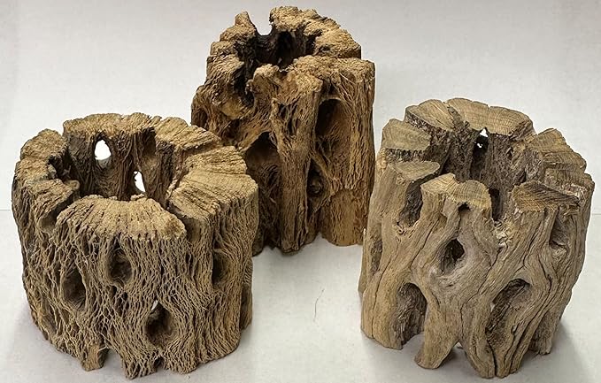 3 Natural Cholla Wood Air Plant Display Holders Individually Unique Round Decorative Stands (3 Pack Cholla Rounds)