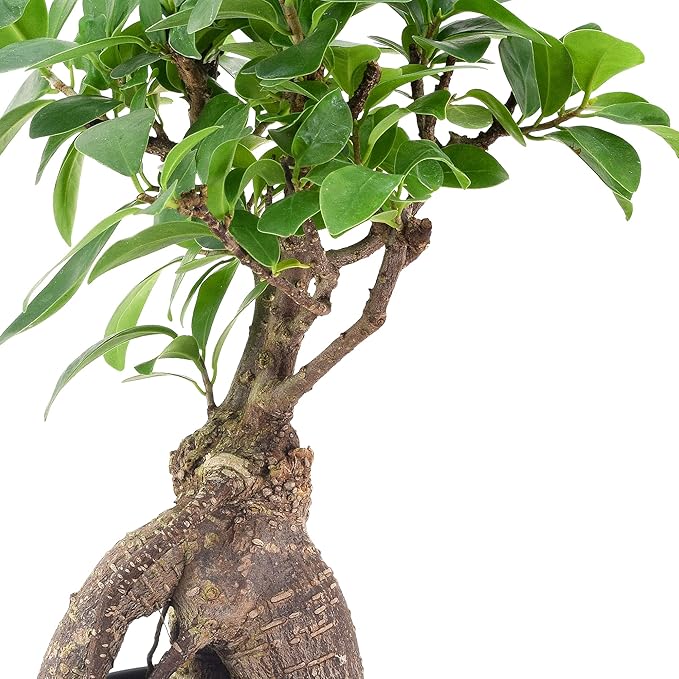 Arcadia Garden Products LV61 Ginseng Ficus Live Indoor Bonsai Plant in 4 in. Plastic Grower Pot, Green, **Sold by Amazon and Arcadia Garden Products**