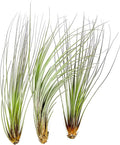 Air Plants - Tillandsia Juncea, Jumbo 8-12" - 3ct - Live Arrival Guaranteed - House Plants for Home Decor & Gift