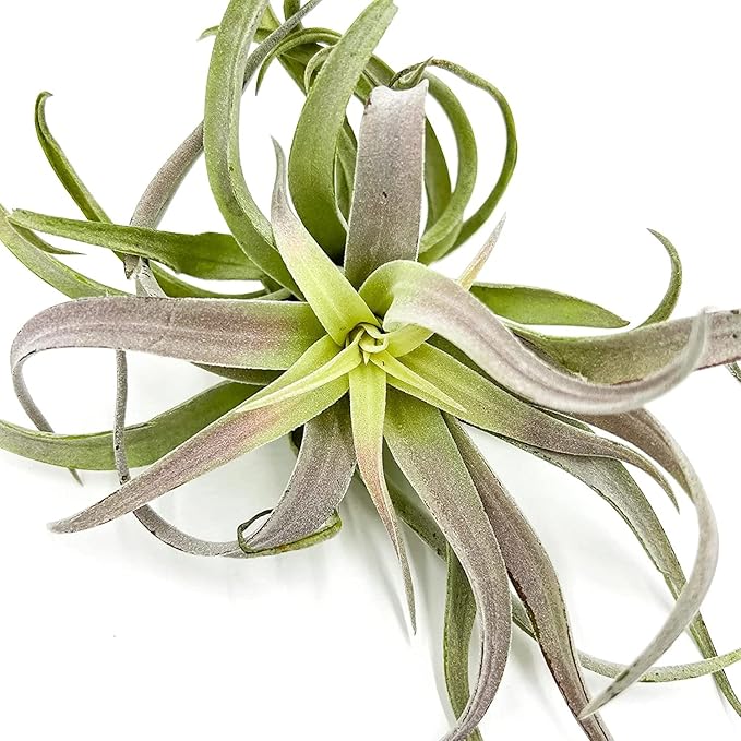 Air Plants - Tillandsia Cacticola, Jumbo 6-9" - 5ct - Live Arrival Guaranteed - House Plants for Home Decor & Gift