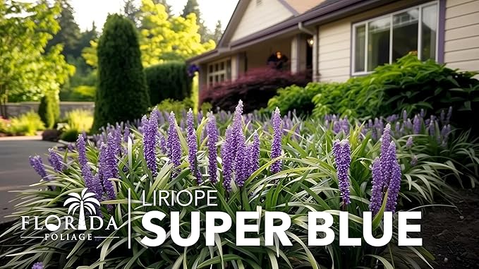 Liriope Super Blue | 3 Live 4 Inch Plants | Liriope muscari 'Super Blue' | Ornamental Ground Cover Plants | Shade-Tolerant Landscaping Perennial