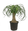 Ponytail Palm - Live Plant in a 6 Inch Growers Pot - Beaucarnea Recurvata - Beautiful Clean Air Indoor Succulent Houseplant