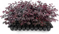 Loropetalum Carolina Midnight | 30 Live Plants | Loropetalum Chinense | Purple Foliage Shrub | Ornamental Landscape Bush | Fast Growing Plants