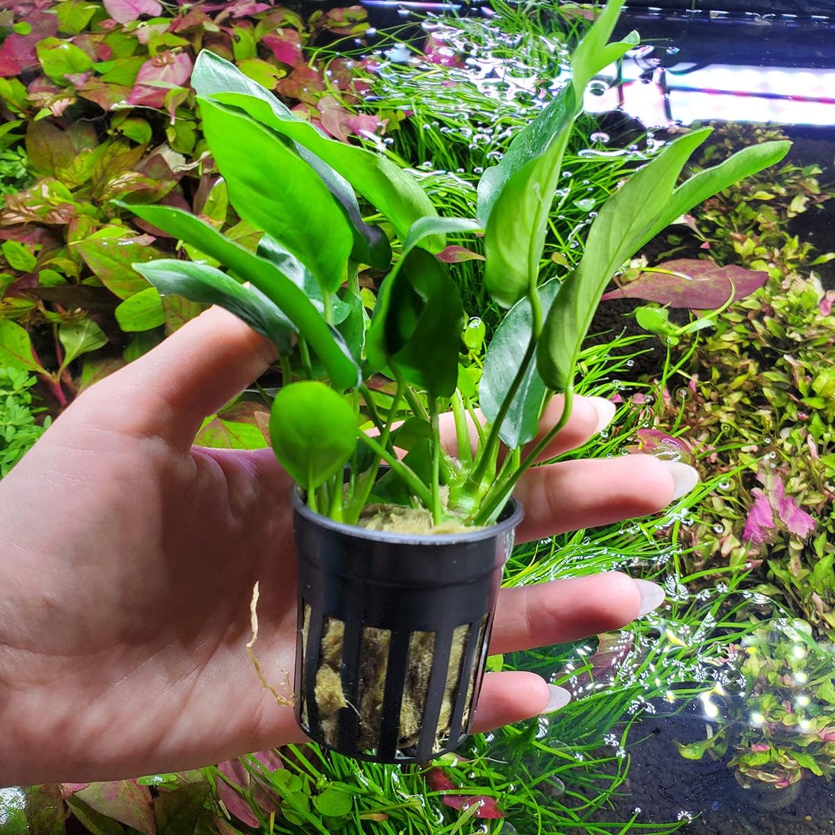 Anubias Live Aquarium Plants - Potted Freshwater Plant for Fish Tanks, Terrariums - Beginner Friendly Low Light (Nana, 5 Pots)