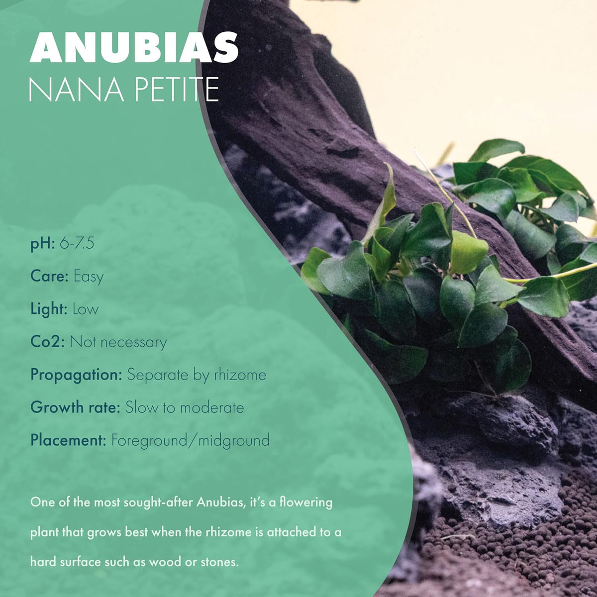 Anubias Live Aquarium Plants - Potted Freshwater Plant for Fish Tanks, Terrariums - Beginner Friendly Low Light (Nana Petite, 3 Pots)