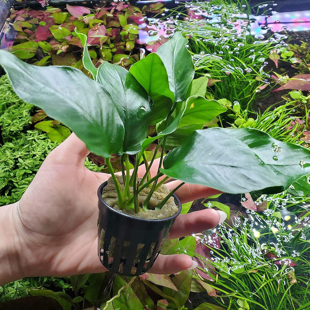 Anubias Live Aquarium Plants - Potted Freshwater Plant for Fish Tanks, Terrariums - Beginner Friendly Low Light (Barteri, 1 Pot)