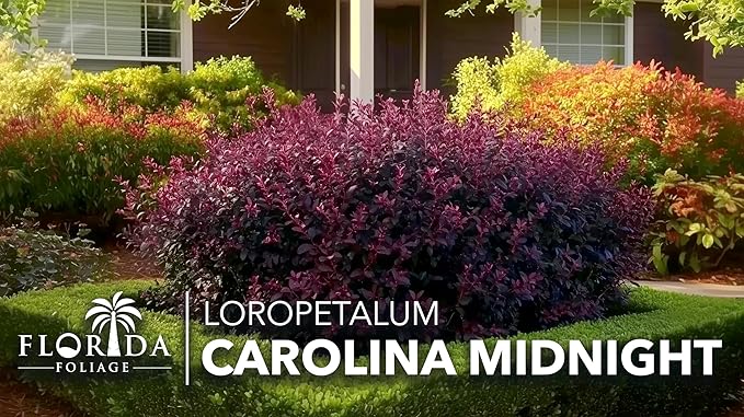Loropetalum Carolina Midnight | 20 Live Plants | Loropetalum Chinense | Purple Foliage Shrub | Ornamental Landscape Bush | Fast Growing Plants