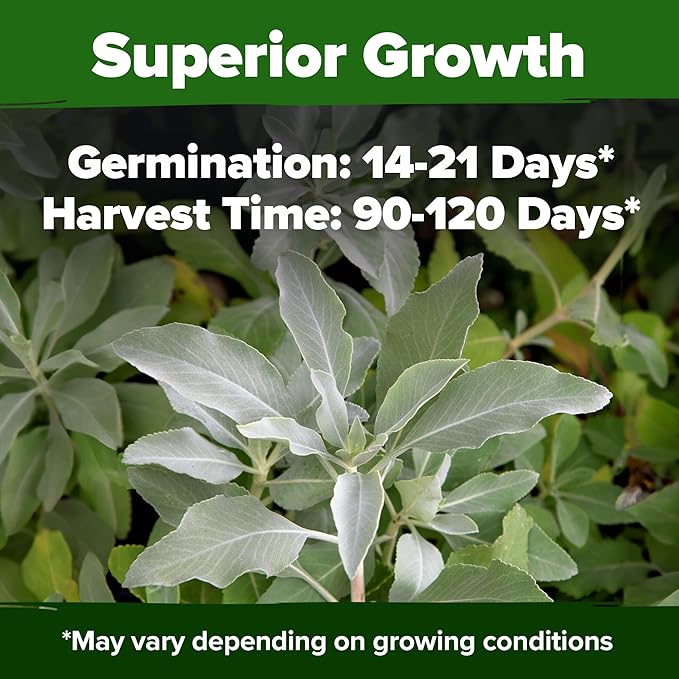 HOME GROWN White Sage Seeds 646 Pack 𝗡𝗢𝗡-𝗚𝗠𝗢, 𝗨𝗦𝗔-𝗦𝗢𝗨𝗥𝗖𝗘𝗗 Heirloom Seeds - Grow Aromatic Sage Plants for Your Herb Seeds Garden with Sage for Planting Outdoor or Indoor (Salvia apiana)