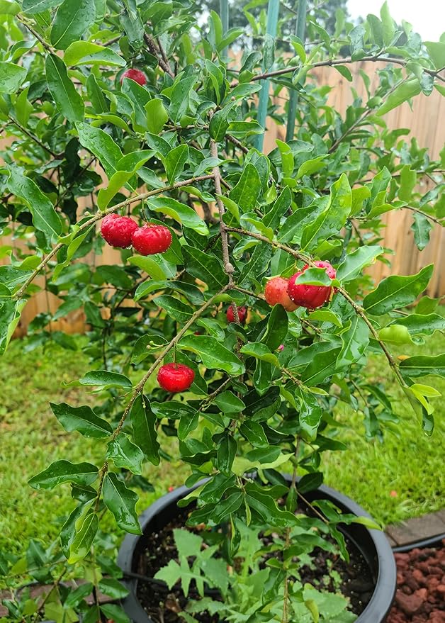 Elevate Your Barbados Cherry Garden with Gardenera's Organic Potting Mix - Tailored for Robust Cherry Plants and Delicious Harvests - 2 Quart