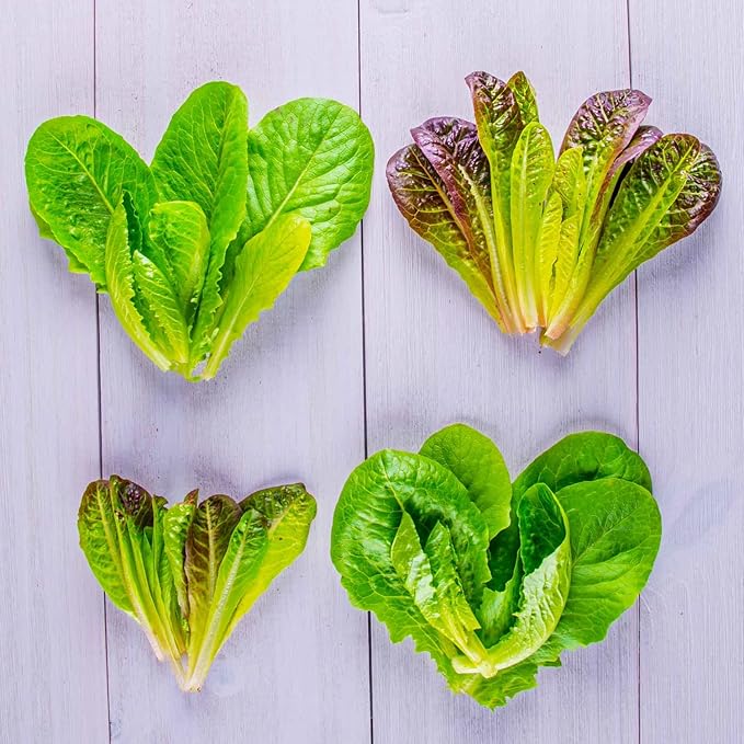 AeroGarden Mixed Romaine Lettuce Seed Pod Kit (6-pod)