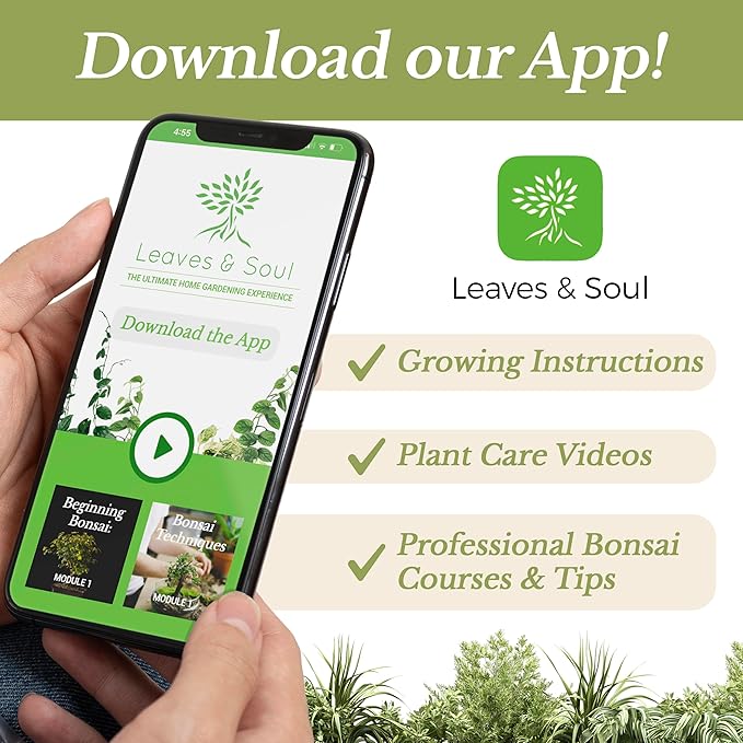 Professional Money Tree Soil | Large 2.2 Quarts Ready to Use for Money Tree Plants | Peat Moss, Coco Coir, Perlite, Dolomite | Made in USA