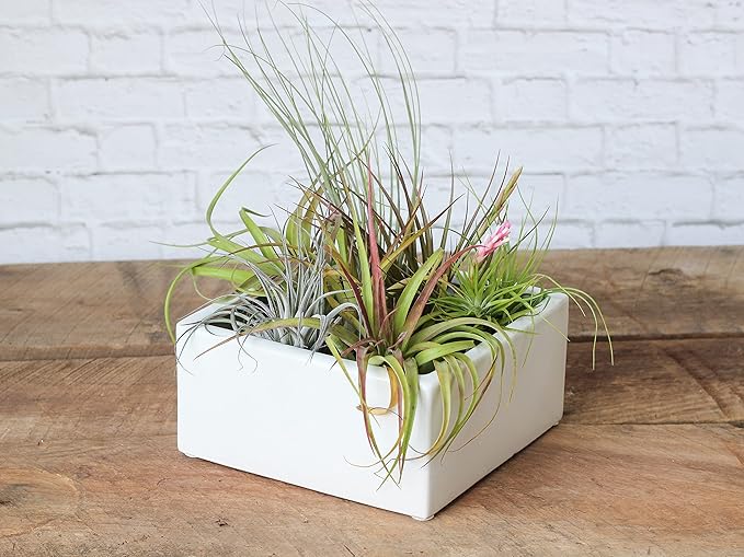 Air Plant Shop 20 Pack Tillandsia Air Plant Grab Bag of Premium Medium & Large Plants- Wholesale and Bulk - Succulents - Live Tillandsia - Easy Care Indoor and Outdoor House Plants