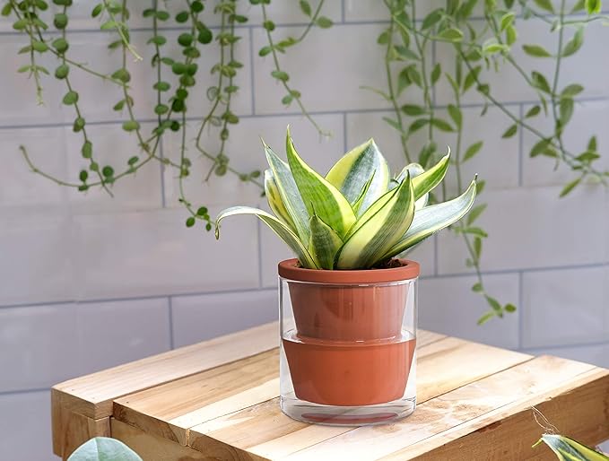 D'vine Dev 4 Inch Design Self Watering Pot for Indoor Plants, Terracotta Planter with Cylinder Glass Cup, Set of 2, 37-X-A-2