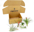 Air Plants - Elsker Gift Box - Large 4" - 5ct - Live Arrival Guaranteed - House Plants for Home Decor & Gift