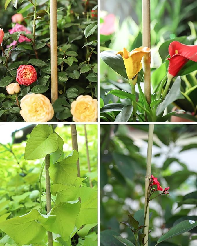 2ft Natural Bamboo Plant Stakes for Tomatoes, Beans, Flowers, Potted, Climbing Plants 25pcs