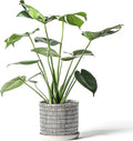 8 Inch Plant Pot: Ceramic Planter with Drainage Hole & Saucer - Cylinder Flowerpot for Indoor & Outdoor Plants - with Separate Tray for Home & Office - Striped Design