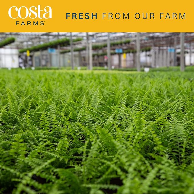 Costa Farms Kimberly Queen Fern, Live Indoor Plant, Houseplant in Grower Pot, 2-3 Feet Tall
