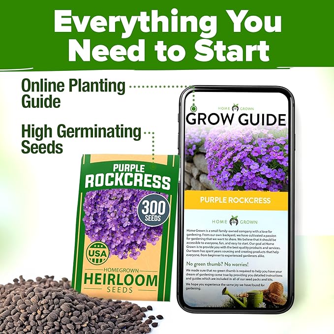 HOME GROWN 𝗨𝗦𝗔 𝗣𝗥𝗘𝗠𝗜𝗨𝗠 Aubrieta Rock Cress Purple, Flowering Ground Cover Seed Pack, Perennial Cress Seeds for Planting Outdoor Lawn Gardens 300 𝗡𝗢𝗡-𝗚𝗠𝗢 Aubrieta deltoidea Flower Seeds
