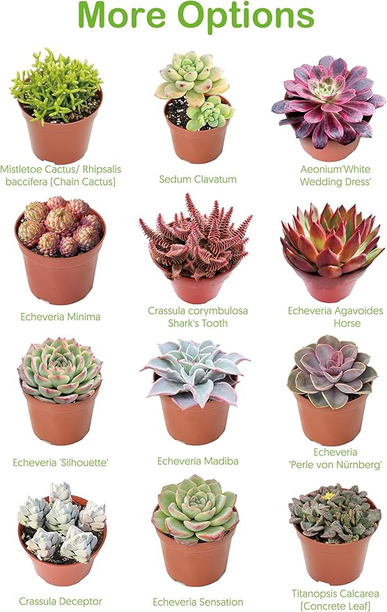 Live Succulents 'Bunny Ear Cactus' (4-inch), Succulent Plants Fully Rooted in Pots with Soil, Easy-Care House Plant for DIY, Home Office Decor, Wedding Party Favor