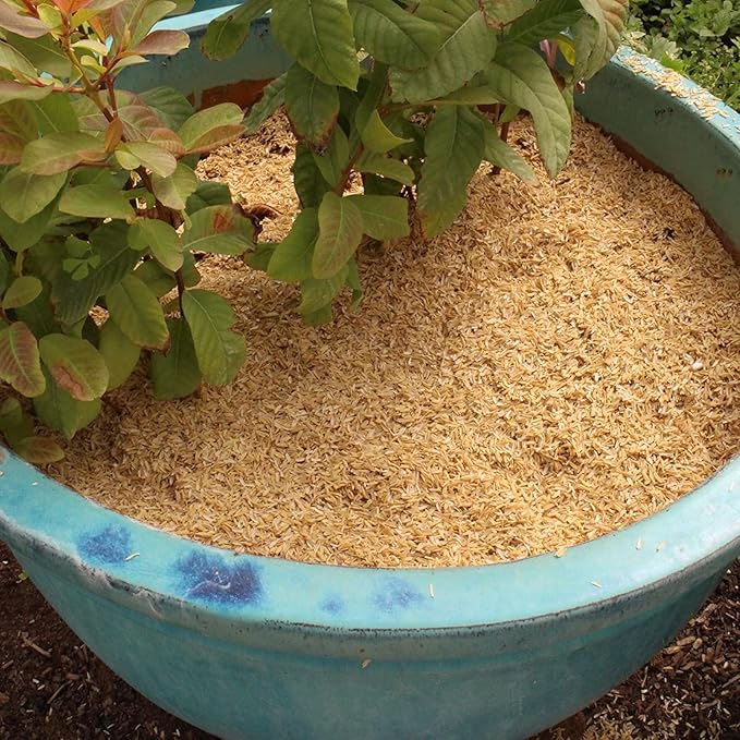 Enhance Plant Growth and Soil Health with Gardenera Horticultural Organic Rice Hulls - A Renewable and Biodegradable Solution - 2 QUARTS