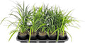 Liriope Super Blue | 5 Live 4 Inch Plants | Liriope muscari 'Super Blue' | Ornamental Ground Cover Plants | Shade-Tolerant Landscaping Perennial