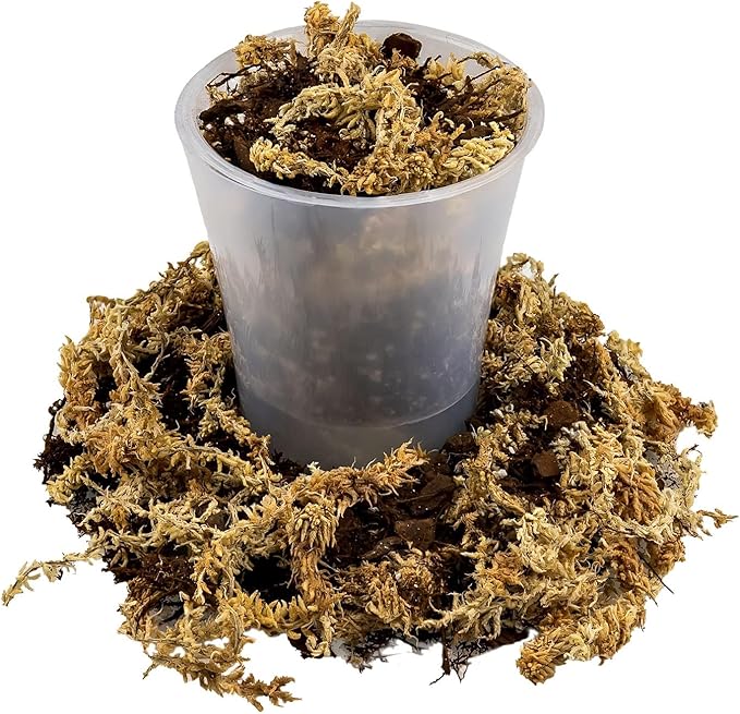 Premium Orchid Mix by GARDENERA - 10 Quart - Fern + New Zealand Pine Bark + Sphagnum Moss + Perlite | Best for Growing and Repotting Orchids (2 Bags of 5 QT)