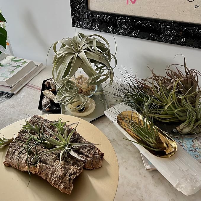 Air Plants - Hod Gift Box - 5ct - Live Arrival Guaranteed - House Plants for Home Decor & Gift