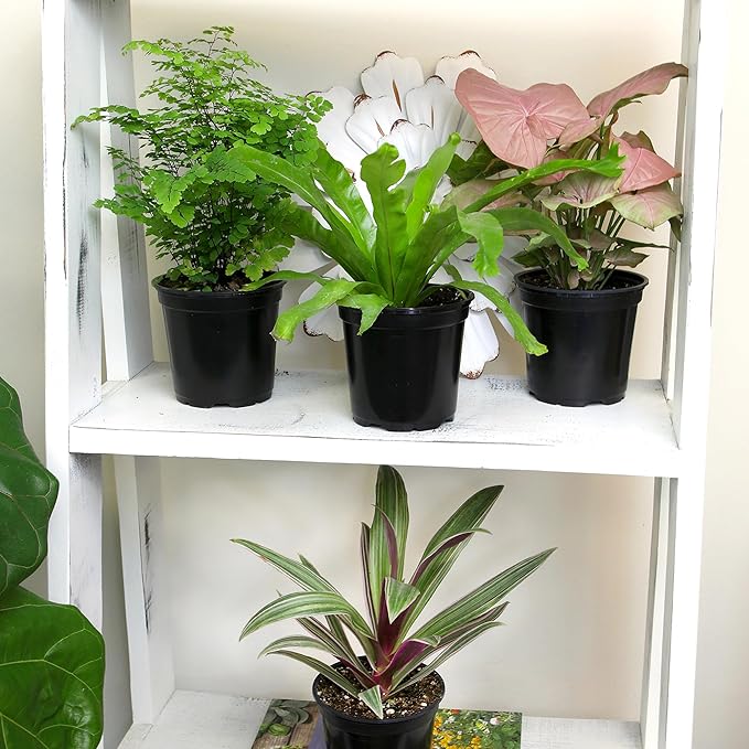 Basic Live Plant Essential Houseplant Collection (3PK) Live Plants Indoor Plants Live H ...