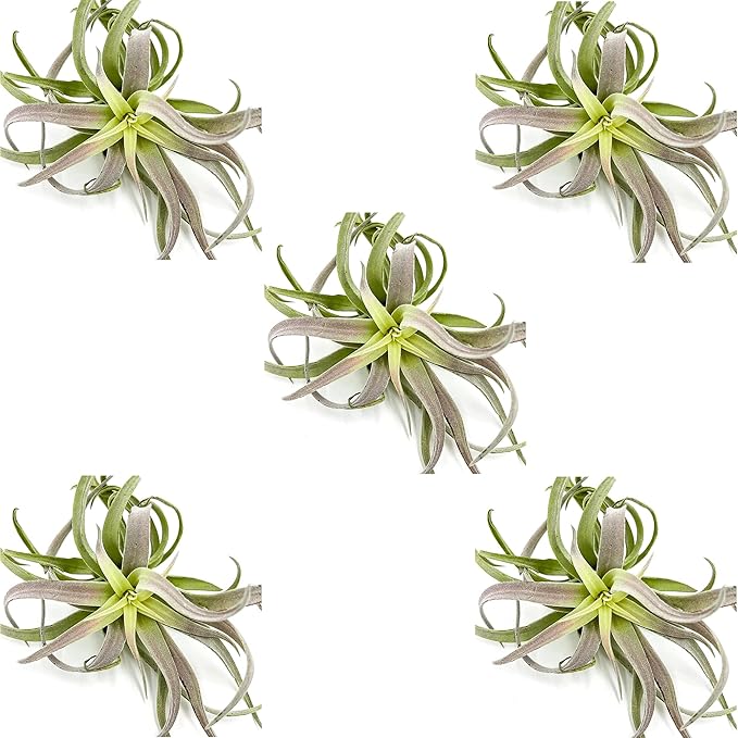 Air Plants - Tillandsia Cacticola, Jumbo 6-9" - 5ct - Live Arrival Guaranteed - House Plants for Home Decor & Gift