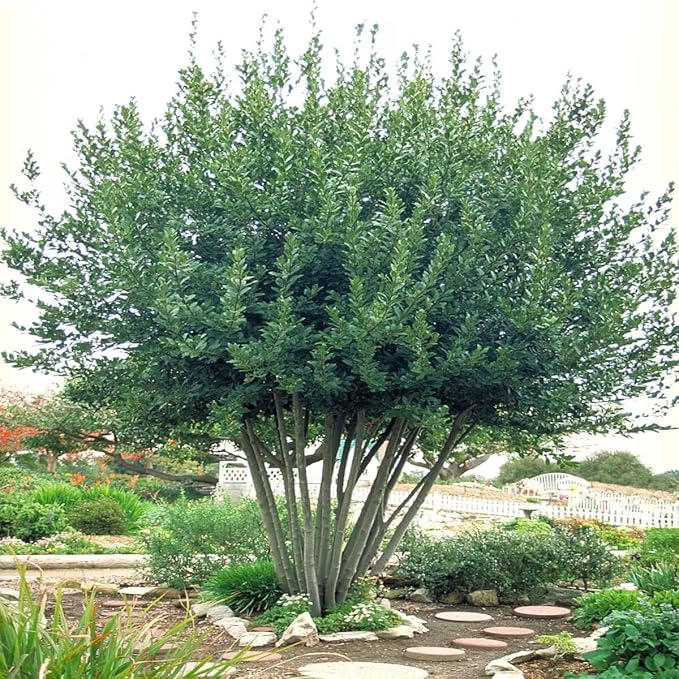 Mediterranean Bay Leaf, Bay Laurel Live Plant. Standard Variety - Laurus Nobilis. Live Plant. Fragrant, Fresh, Edible. Best for Ground Planting Outdoor. (4 Bay Laurel Plants in Cup)