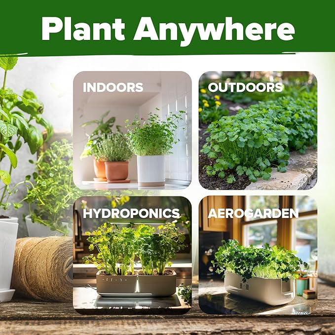 HOME GROWN 𝗨𝗦𝗔 𝗣𝗥𝗘𝗠𝗜𝗨𝗠 1000+ Cilantro Seeds for Planting Indoors or Outdoors - Non-GMO Heirloom Herbs, Coriander Plant Seeds - Complete Your Herb Seeds Collection for Your Indoor Herb Garden