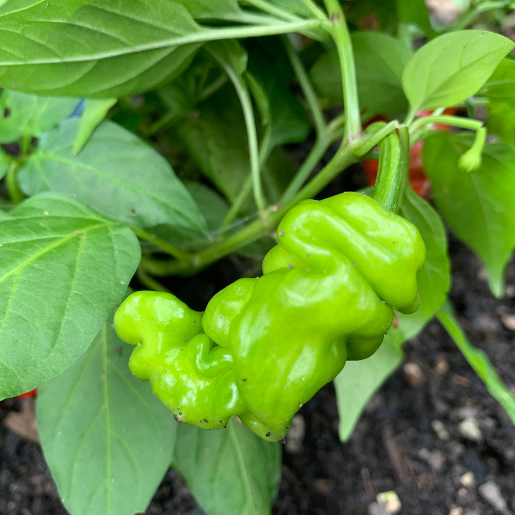 Zou-Pi or Shar Pei - Seeds