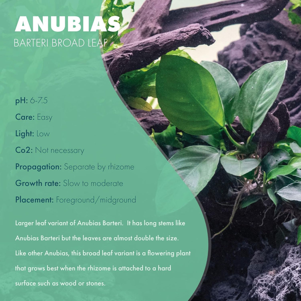 Anubias Live Aquarium Plants - Potted Freshwater Plant for Fish Tanks, Terrariums - Beginner Friendly Low Light (Barteri Broad Leaf, 1 Pot)