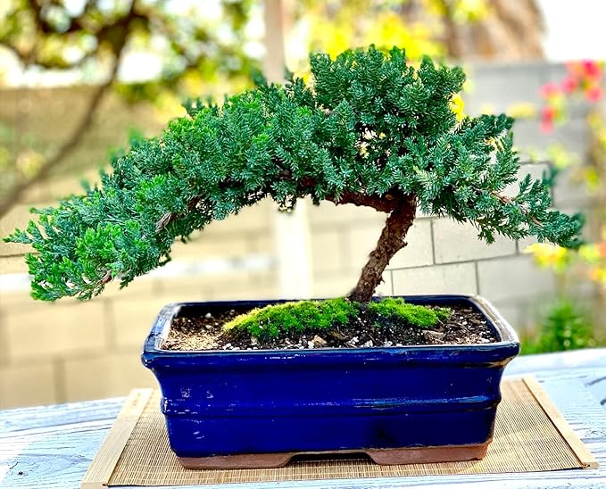 Live Dwarf Juniper Bonsai Tree 12+ Years Old with Bamboo mat| Juniper or Jade Bonsai Tree | Indoor/Outdoor | 100% Handcrafted| Home and Office Décor | Best Gift for Holiday (style3)