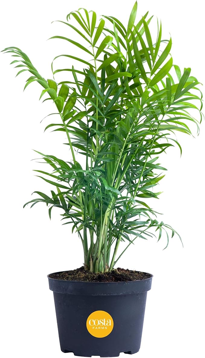 Costa Farms Neanthebella Palm Parlor Palm Live Indoor Plant 12-Inches Tall, Ships in Grower's Pot