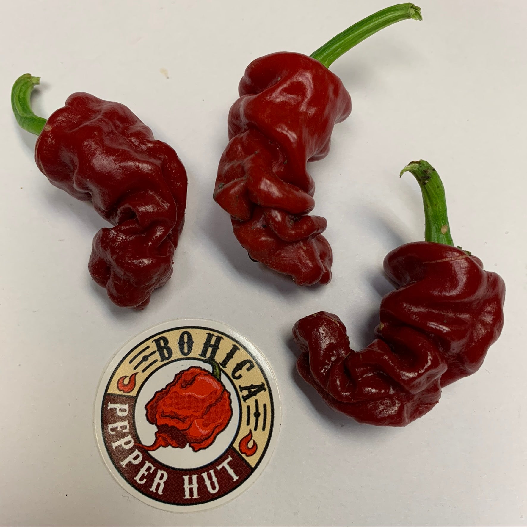 Zou-Pi or Shar Pei - Seeds