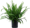 Costa Farms Kimberly Queen Fern, Live Indoor Plant, Houseplant in Grower Pot, 2-3 Feet Tall