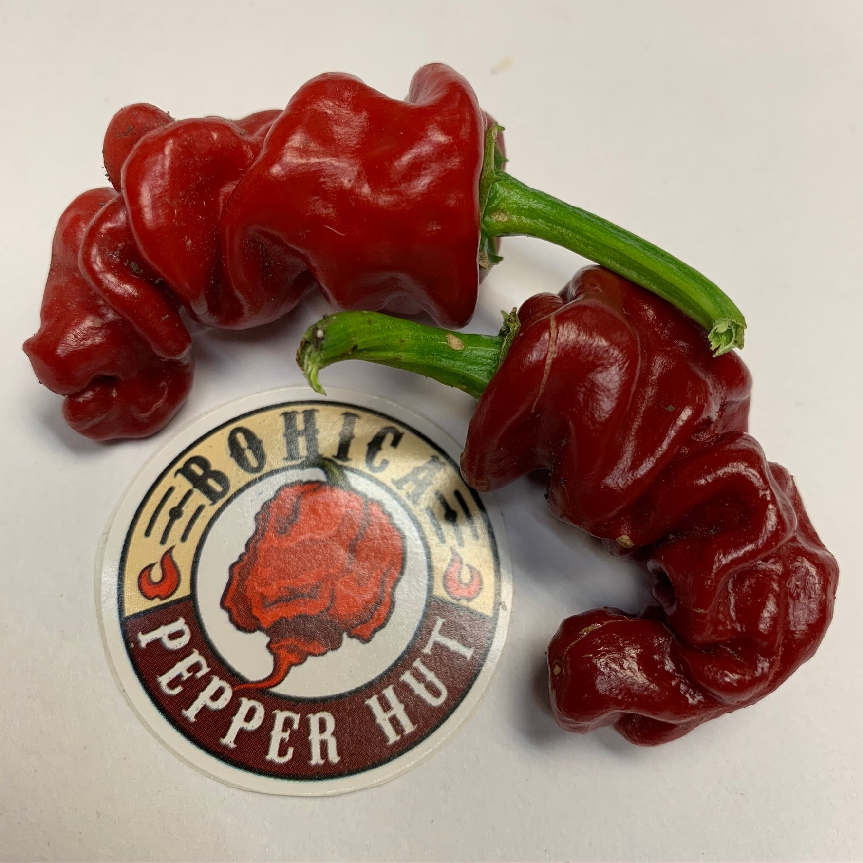 Zou-Pi or Shar Pei - Seeds