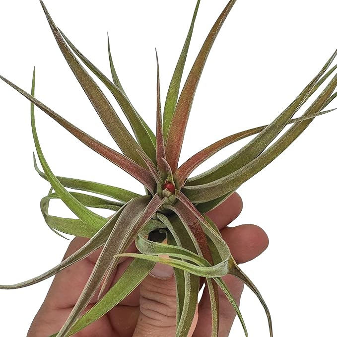 Air Plants - Tillandsia Brachycaulos Abdita, Large 4-6" - 5 ct - Live Arrival Guaranteed - House Plants for Home Decor & Gift