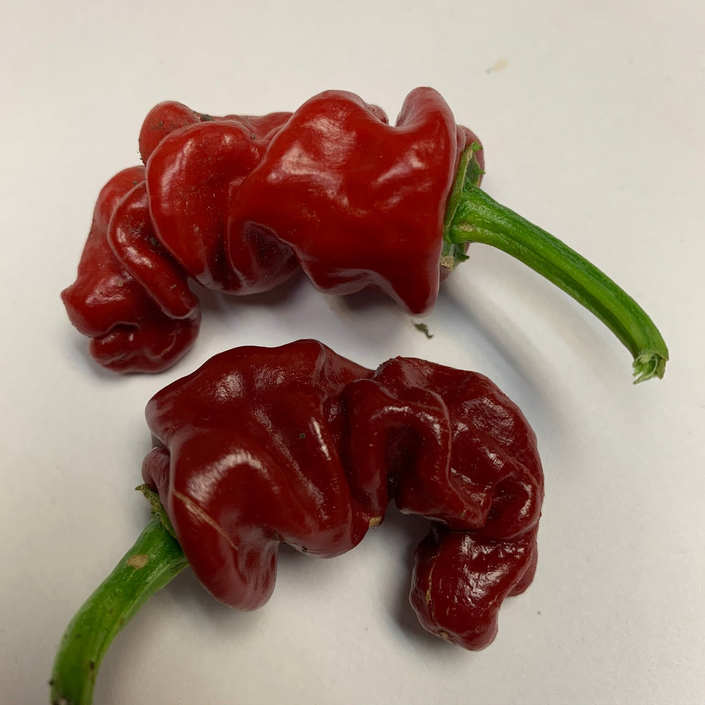 Zou-Pi or Shar Pei - Seeds