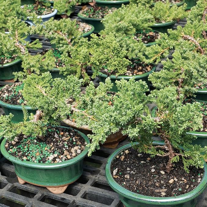 Brussel's Live Green Mound Juniper Outdoor Bonsai Tree - 3 Years Old; 4" to 6" Tall with Decorative Container - Not Sold in California