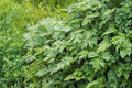 Yomogi Mugwort Herb Seeds - Artemisia princeps - Aromatic Perennial for Herb Gardens & Landscaping, 100 Seeds