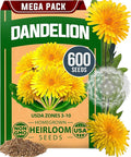 HOME GROWN 𝗨𝗦𝗔 𝗣𝗥𝗘𝗠𝗜𝗨𝗠 Dandelion Seeds for Planting – 600 Heirloom Medicinal Herb Seeds (~0.3g) 𝗡𝗢𝗡-𝗚𝗠𝗢 Grow Edible Leaves and Flowers for Remedies or Wildlife (Taraxacum officinale)