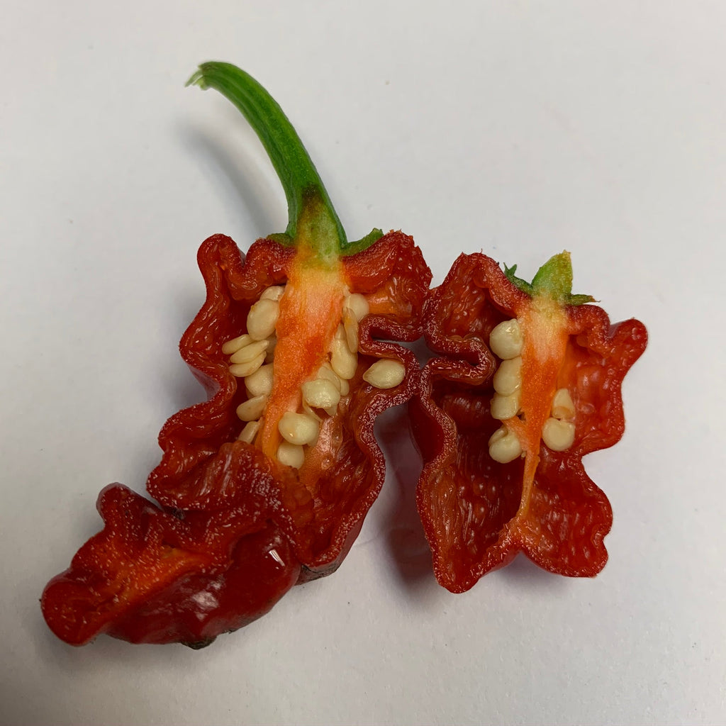 Zou-Pi or Shar Pei - Seeds