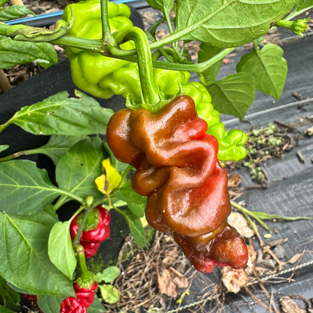 Zou-Pi or Shar Pei - Seeds