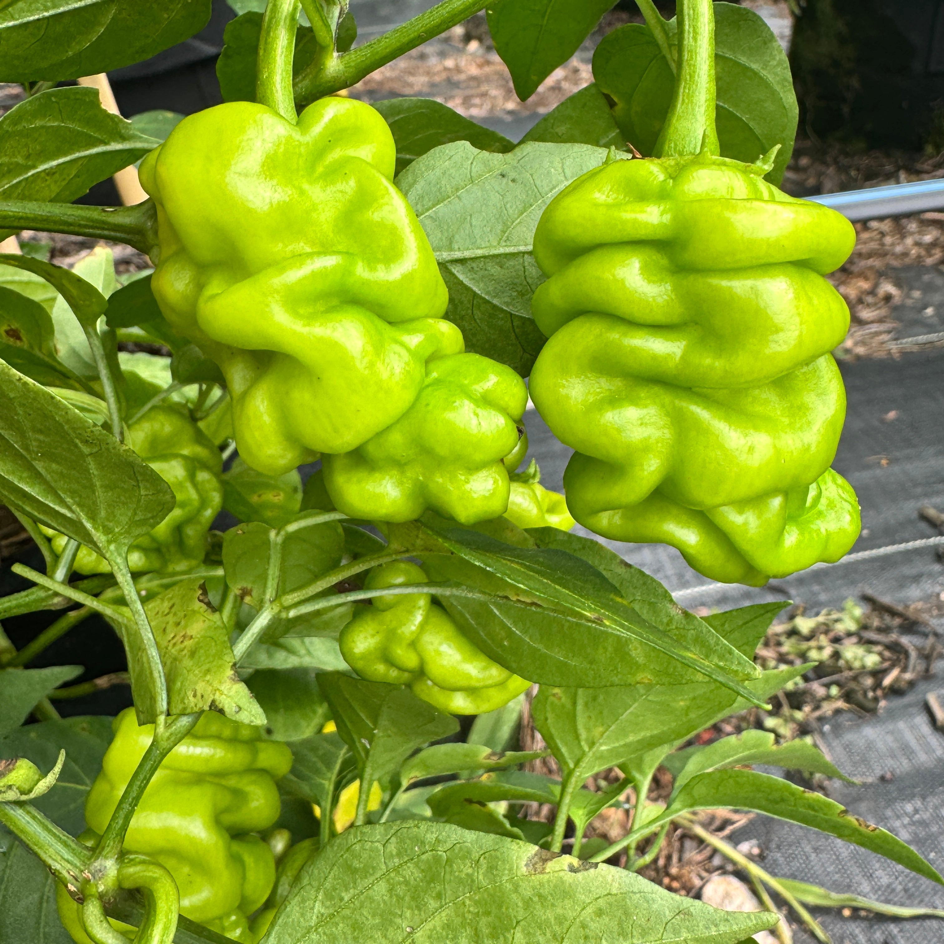 Zou-Pi or Shar Pei - Seeds